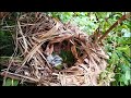 greater coucal baby birds bring big blue locusts to feed the baby.