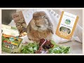 What My Rabbit Eats In A Day