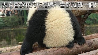 《熊貓早晚安》大家喜歡我的吃播嗎？喜歡就贊一個！| iPanda