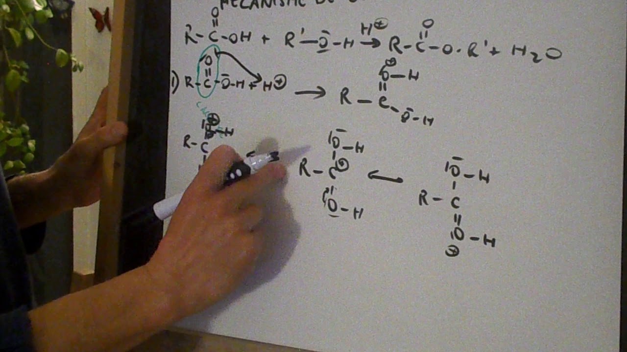 Mécanisme De L'esterification - YouTube