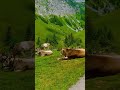 Svizzera #switzerland #beautiful #nature #swissbeauty #shorts#youtubeshorts