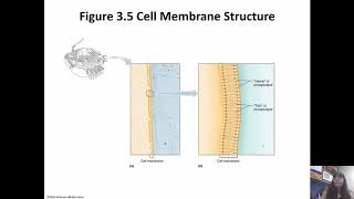 Cells Chapter 3