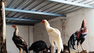 ஆடு கோழி வளர்ப்பு முறை / GOATS AND CHICKEN FARMING TOGETHER