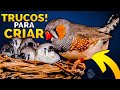 10 TRUCOS PARA CRIAR DIAMANTES MANDARINES [MUY FÁCIL]