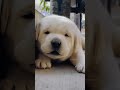 cutest puppy crying🥰🐶 dog shortvideo puppy doglover youtubeshorts dogsound