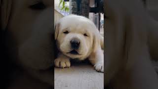 cutest puppy crying🥰🐶 #dog #shortvideo #puppy #doglover #youtubeshorts #dogsound