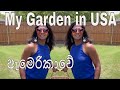 My Garden || Life in USA || Love Gardening || Sinhala