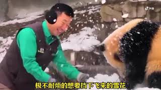 姜宝和小辉宝在雪地里玩耍，他迈着小碎步在前面跑，孙女在后追 #雪地里撒欢 #熊猫 #辉宝