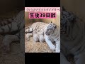 ホワイトタイガーの赤ちゃん　たくさん飲んで大きくなったよ 東武動物公園 動物園 ベンガルトラ ホワイトタイガー とうぶチビとらダイアリー