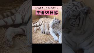 ホワイトタイガーの赤ちゃん　たくさん飲んで大きくなったよ #東武動物公園  #動物園 #ベンガルトラ #ホワイトタイガー #とうぶチビとらダイアリー