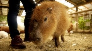 Scratch capybara, but peafowl peck my hand （クジャクがカピバラナデナデを妨害）