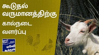 மரம் சார்ந்த விவசாயத்தில் கூடுதல் வருமானம் தரும் கால்நடை வளர்ப்பு - படி 8