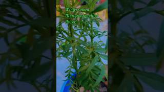 How to grow Marigold in winter season#shorts #plants #gardening #marigold #gardentips#viral#youtube