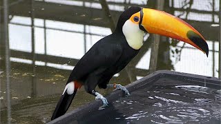 オニオオハシ　フランちゃん　丁寧なクチバシ磨きです【掛川花鳥園】Toco toucan Furan-chan Kakegawa Garden