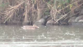 I0276　大分川　雨　ハシビロガモ　Oita River　Rain　Shoveler