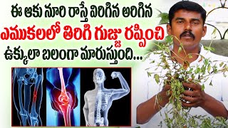 విరిగిన ఎముకల్లో గుజ్జు తెప్పించి ఎముకలు ఉక్కులా చేసే ఆకు || Bone Fracture remedies in telugu