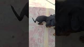 ultimate quality Rottweiler puppies #shortvideo #trending #viral #youtube #youtubeshorts 8178832525