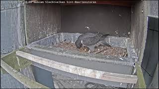 Kortrijk Peregrine falcon - Cor bring another meal and doing some nestkeeping 20210315