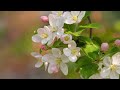 世界古典名曲一《花之圆舞曲 》柴可夫斯基 tchaikovsky 《waltz of the flowers》⋯