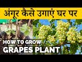 गमले में अंगूर कैसे उगाएं घर पर | How To Grow Grapes At Home | Angur Kaise Ugaye | Terrace Gardening