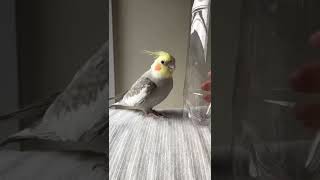 ペットボトルで遊ぶオカメインコ #shorts