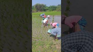 🌿🍀🌱☘️நடவு நடுவோருக்கு ஒரு லைக் பண்ணுங்க பிரன்ஸ் ☘️🌱🍀🌿