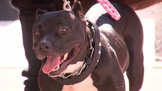 City and animal clinic partner up