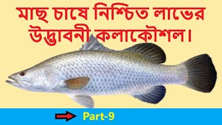 মাছ চাষে লাখোপতি হতে হলে ভেটকি বা কোরাল মাছ চাষ করুন। Part- 9 | ভেটকি বা কোরাল মাছ চাষের বিস্তারিত |