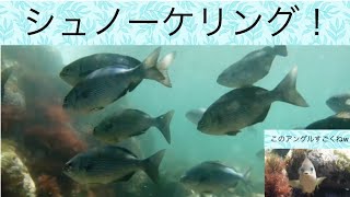 【伊豆大島】シュノーケリング