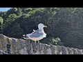 european herring gull calling