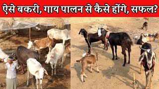 Bakri or Gay Palan.. How will such goat and cow rearing be successful? , Goat And Dairy Framing