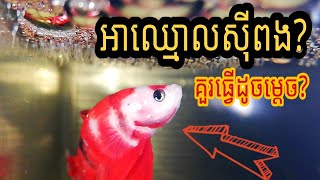 ធ្វើ​ដូចម្តេច​បើត្រីក្រឹមឈ្មោលស៊ីពង? | បង្កាត់​ត្រីក្រឹម | Halfmoon Koi breeding