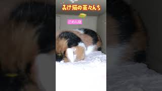 【お疲れ猫】三毛猫の茶々がごめん寝をしてたのがかわいすぎました。　#保護猫