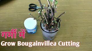 how to grow bougainvillea in pots || Using Rooting Hormone