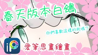 【白鴿繪畫系列】春天白鴿