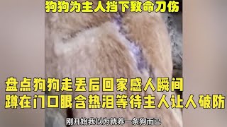 盘点狗狗走丢后回家感人瞬间，蹲在门口眼含热泪等待主人让人破防