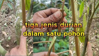 Cara Kombinasi Durian Satu Pohon Tiga Jenis