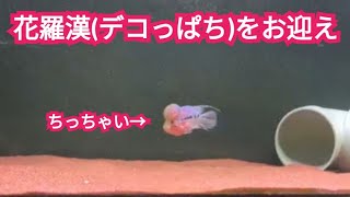 フラワーホーンをお迎えしました。 #フラワーホーン#ビッグヘッド#花羅漢#熱帯魚#古代魚