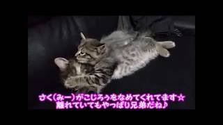 こじろぅ、さく（みー）に会いに行く♪【猫】ぎんじろぅとももこ。ちびにゃんず☆