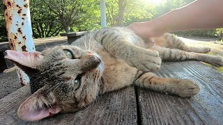 ベンチに寝ていた野良猫が何か話し掛けてきたので隣に座ってナデナデしてきた