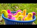 Catching chickens,cute chickens,rainbow chickens,colorful chickens,rainbow chickens,animals cute 116