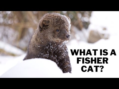 What kills Fisher Cats?