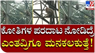 Kolar Rain: ಕೋಲಾರದಲ್ಲಿ ಭಾರೀ ಮಳೆಗೆ ಅನ್ನ, ನೀರಿಲ್ಲದೇ ಪರದಾಡಿದ ಕೋತಿಗಳು.. | Tv9 Kannada