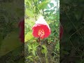 hibiscus flowers cuteflowers shorts viralvideo