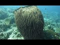 diving near maumere flores island indonesia