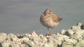 コバシチドリ（1）稀な旅鳥（ノルウェーと岡山県） - Eurasian dotterel - Wild Bird - 野鳥 動画図鑑