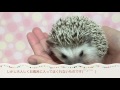 ハリネズミのお風呂の入れ方 hedgehog s bath