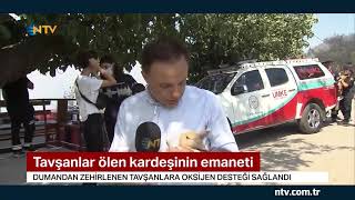 NTV | Tavşanlar ölen kardeşinin emaneti