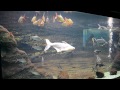 琵琶湖博物館　【水族展示室】