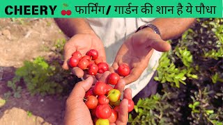 बारबाडोस चेरी, Barbados cherry Farming #homegarden #farming 🍒 www.jaihindnursery